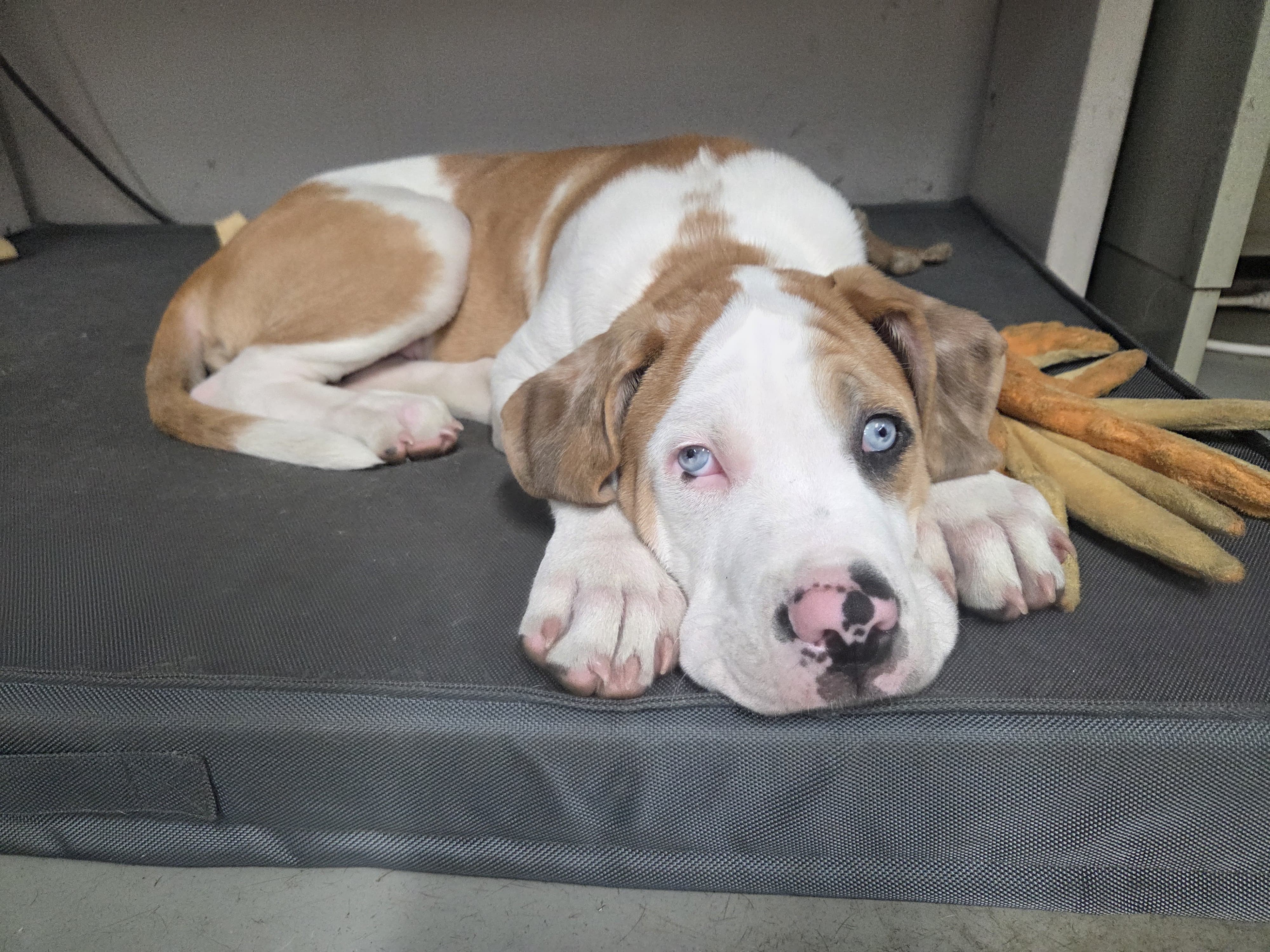 Rocko, the mystery mixed-breed dog